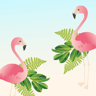 Flamingos 