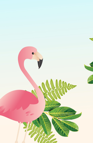 Flamingos 