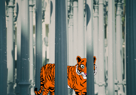 Tigre