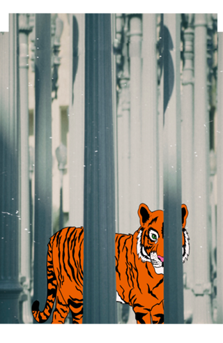 Tigre