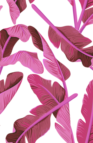 Tropical '17 - Ajaja
