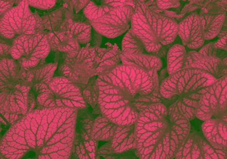 NATURE V - FUCHSIA