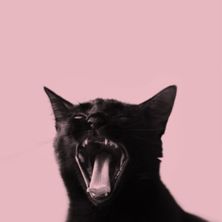 ROAR
