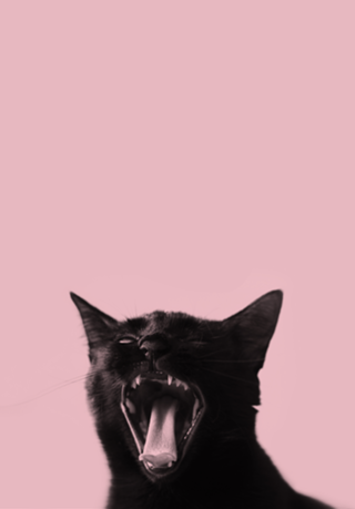 ROAR