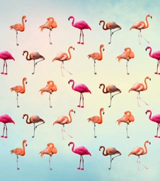 Pink Flamingos