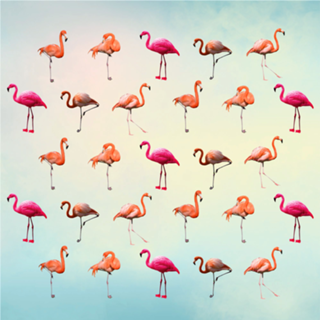 Pink Flamingos