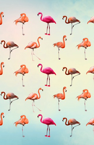 Pink Flamingos