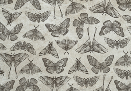 Lepidoptera Beige