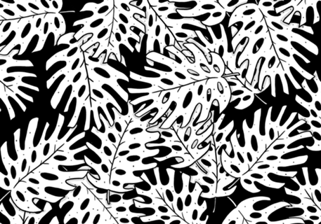Monstera