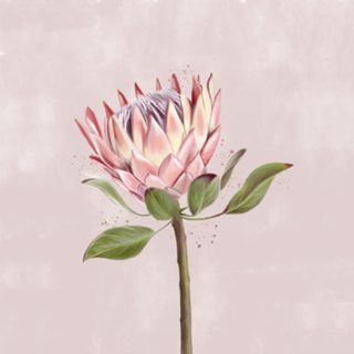 Protea