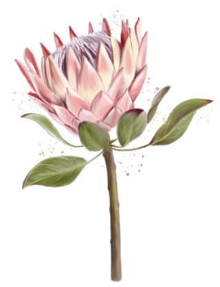 Protea