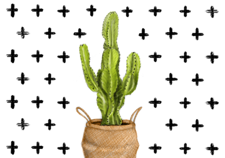 Cacto