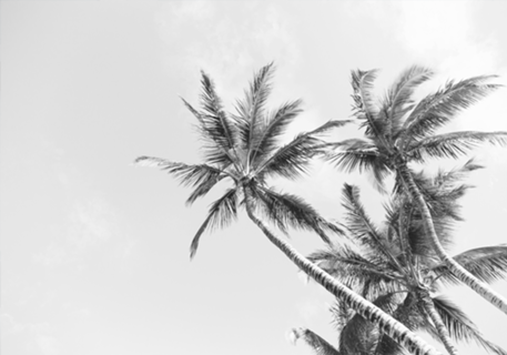 PALM TREES