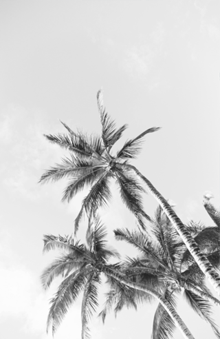 PALM TREES