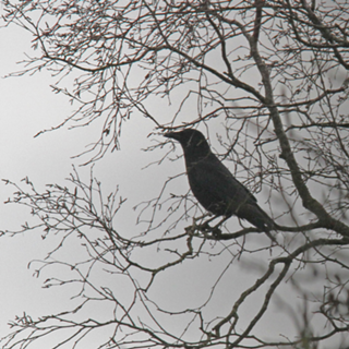 Crow