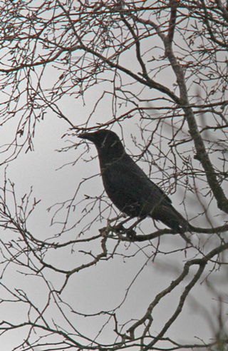Crow