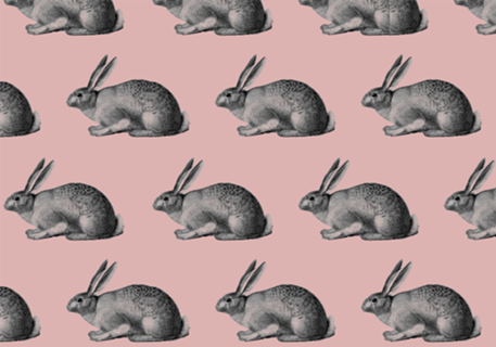 Rabbitinho