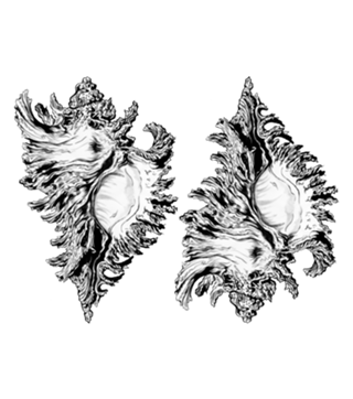 Shell NANQUIM