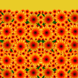 Flores