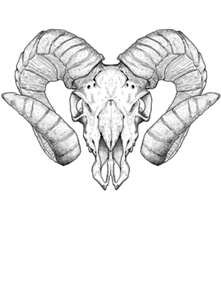 Ammotragus Lervia