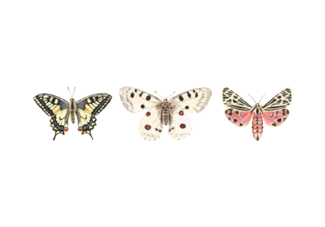 Mariposas