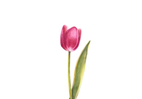 Tulipa
