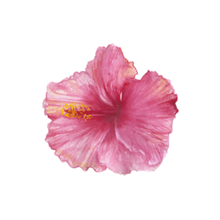 Hibisco