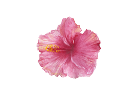 Hibisco
