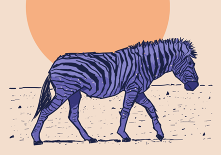 Zebra