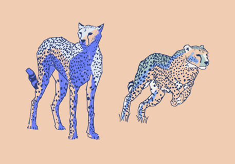 Cheetas