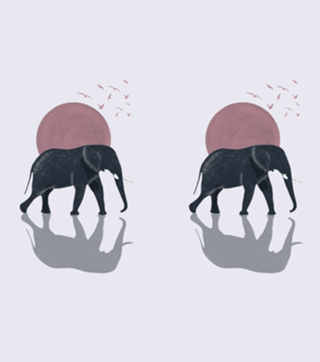 Elefante