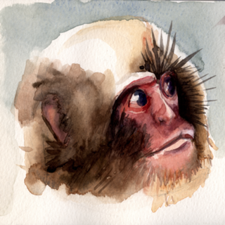 Macaco