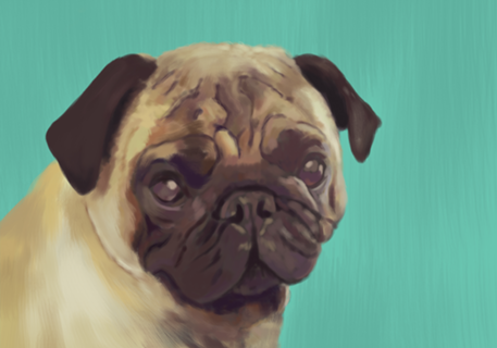 Pug