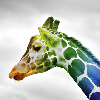 Girafa