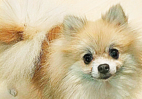 Sunshine - lulu da pomerania