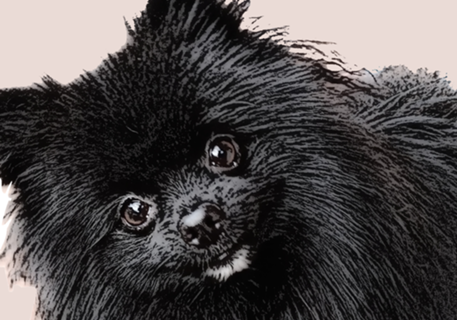 Blackjack - Spitz Alemão