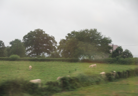Campo 1