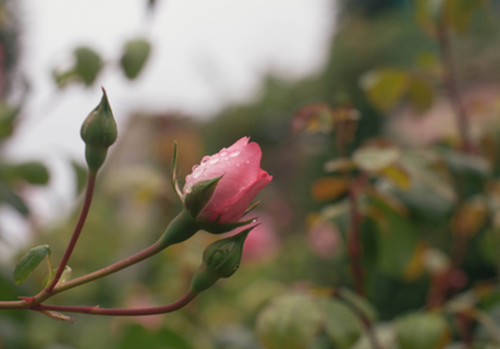 Jardim Giverny 3