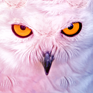 The Owl