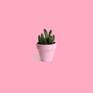 Cactus Rose