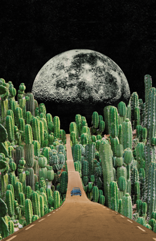 Estrada e cactus