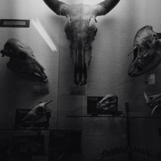Skull