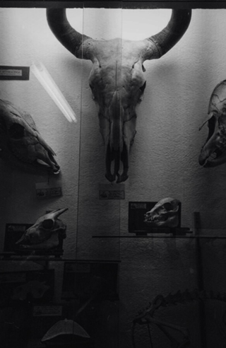 Skull