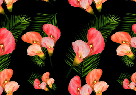 Pink Calla Lilies