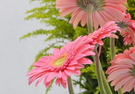 Flor