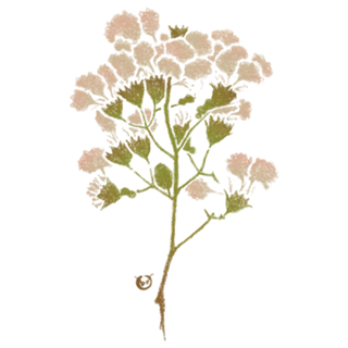 Florecer