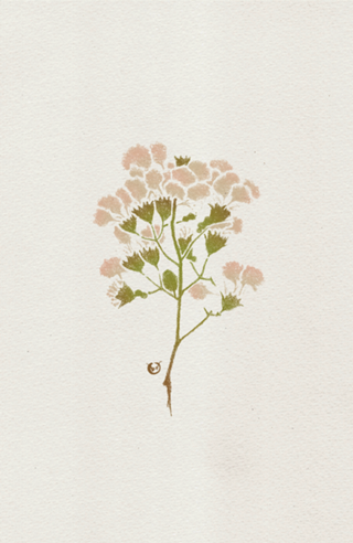 Florecer