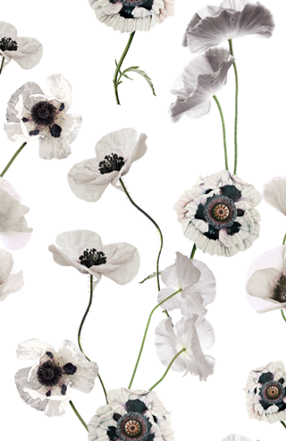WHITE POPPY