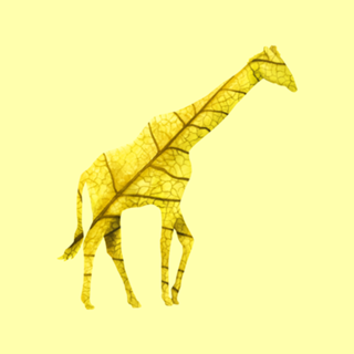 Girafa