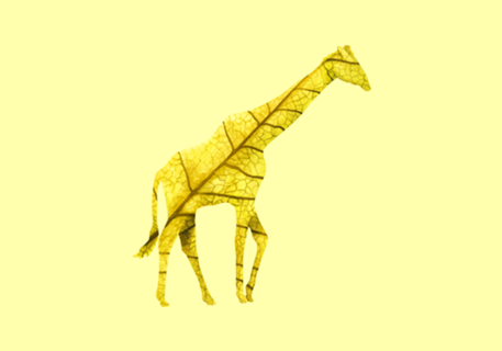 Girafa